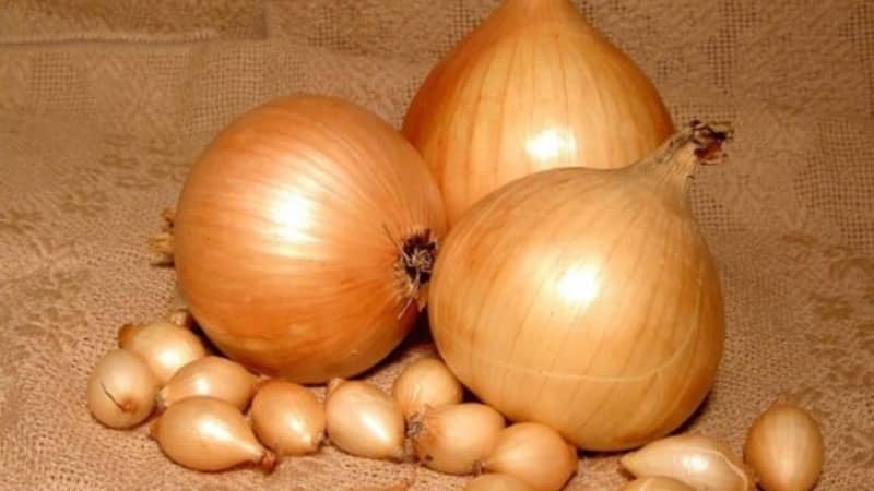 High-yielding Shetana onion variety para sa pangmatagalang imbakan