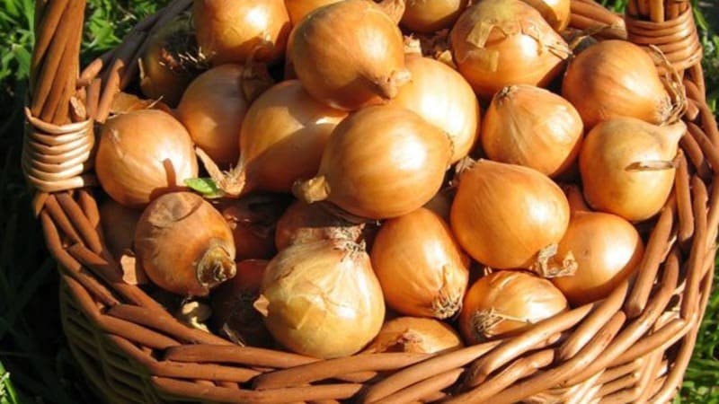 High-yielding Shetana onion variety para sa pangmatagalang imbakan