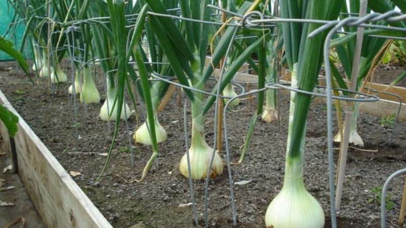 High-yielding Shetana onion variety para sa pangmatagalang imbakan