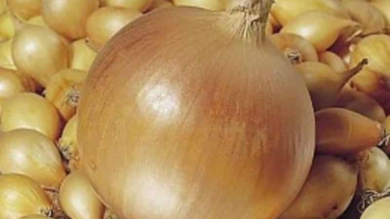 High-yielding Shetana onion variety para sa pangmatagalang imbakan