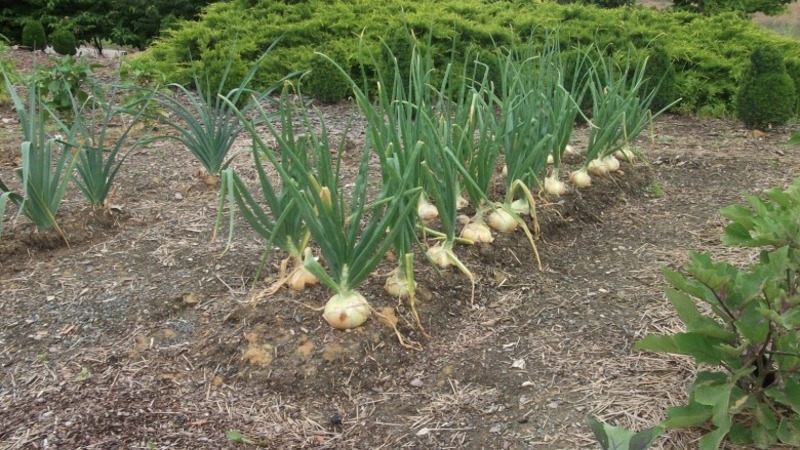 High-yielding Shetana onion variety para sa pangmatagalang imbakan