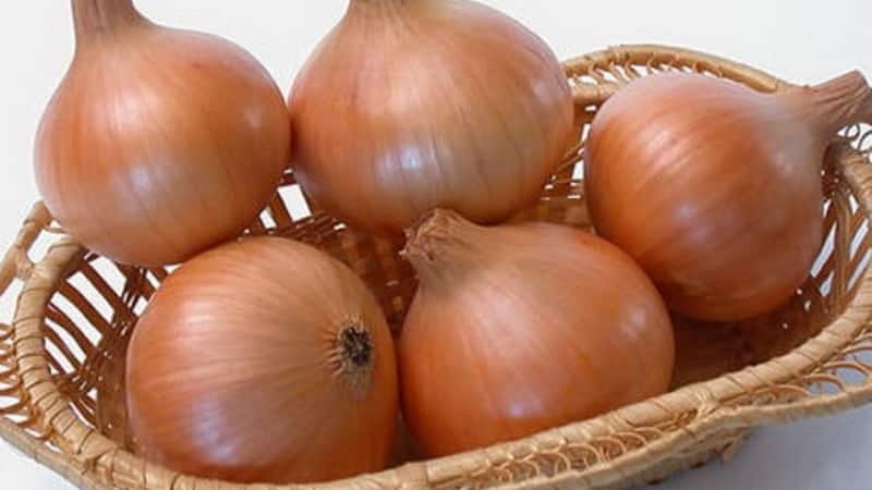 High-yielding Shetana onion variety para sa pangmatagalang imbakan