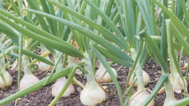 High-yielding Shetana onion variety para sa pangmatagalang imbakan