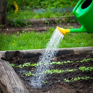 Rules and nuances of watering beets: a step-by-step guide for novice vegetable growers