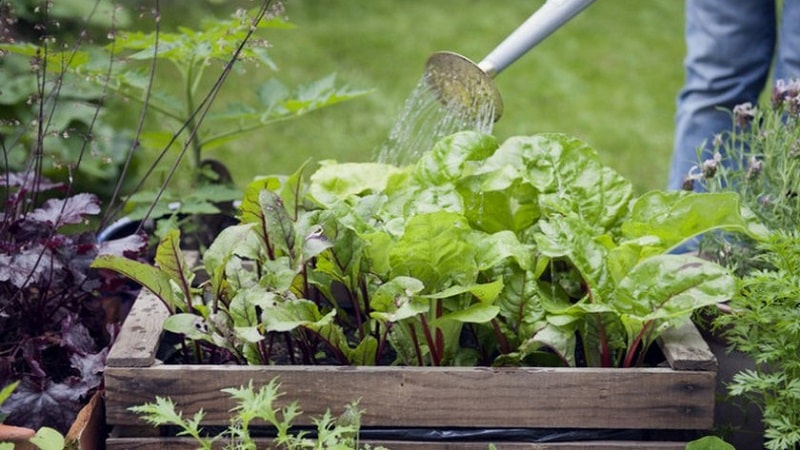 Rules and nuances of watering beets: a step-by-step guide for novice vegetable growers