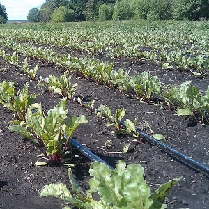 Regles i matisos de reg de remolatxa: una guia pas a pas per als cultivadors de verdures novells