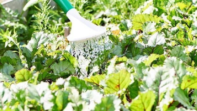 Rules and nuances of watering beets: a step-by-step guide for novice vegetable growers