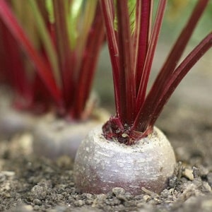 Regles i matisos de reg de remolatxa: una guia pas a pas per als cultivadors de verdures novells