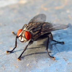 Saving the harvest from uninvited guests: how to find out who is nibbling beets in the garden and defeating the pest quickly and easily