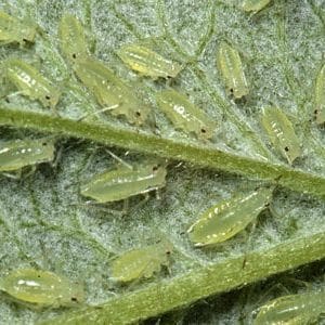 Saving the harvest from uninvited guests: how to find out who is nibbling beets in the garden and defeating the pest quickly and easily