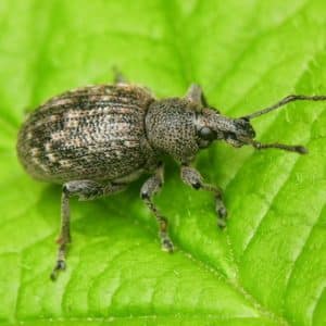 Saving the harvest from uninvited guests: how to find out who is nibbling beets in the garden and defeating the pest quickly and easily