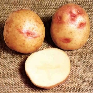 Unique in appearance and excellent in taste, the Picasso potato variety from Holland