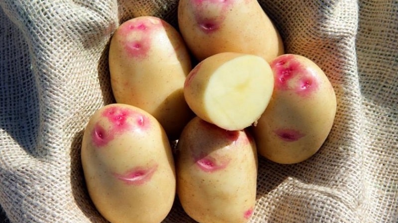 Unique in appearance and excellent in taste, the Picasso potato variety from Holland