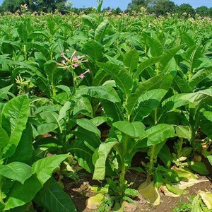 A Step-by-Step Guide to Growing Virginia 202 Tobacco