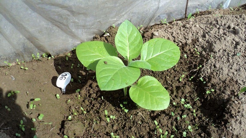 Una guía paso a paso para cultivar tabaco Virginia 202