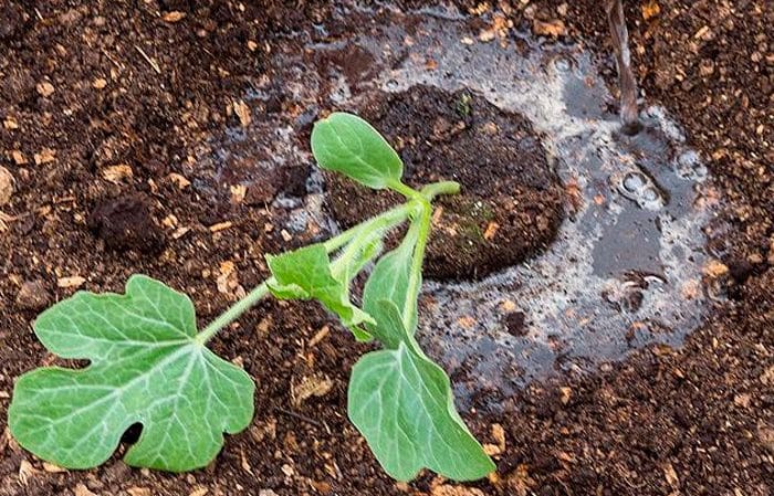 So gießen Sie Wassermelonen im Freiland: Häufigkeit und Regeln des Gießens