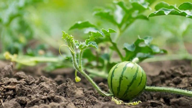 So gießen Sie Wassermelonen im Freiland: Häufigkeit und Regeln des Gießens