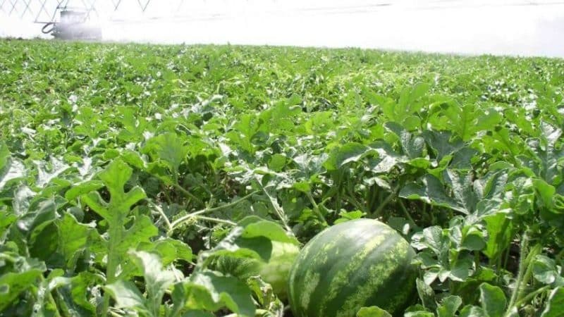 So gießen Sie Wassermelonen im Freiland: Häufigkeit und Regeln des Gießens