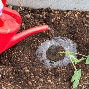 So gießen Sie Wassermelonen im Freiland: Häufigkeit und Regeln des Gießens