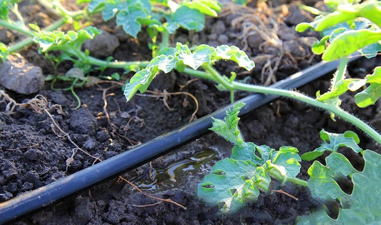 Hoe watermeloenen water te geven in de volle grond: frequentie en regels voor water geven