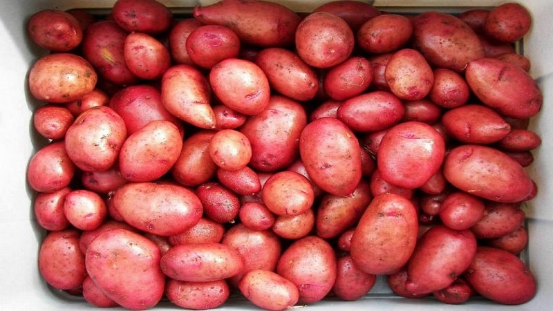 Una varietà di patate senza pretese rosa della Crimea per la coltivazione in climi caldi