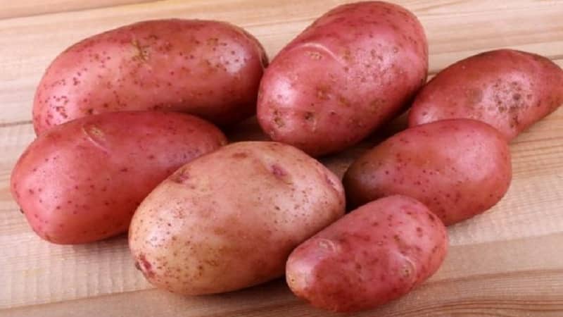 An unpretentious potato variety Crimean rose for growing in hot climates