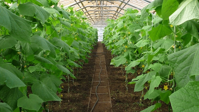 Paano mag-tubig ng mga pipino sa isang polycarbonate greenhouse: mga tagubilin at pangunahing panuntunan