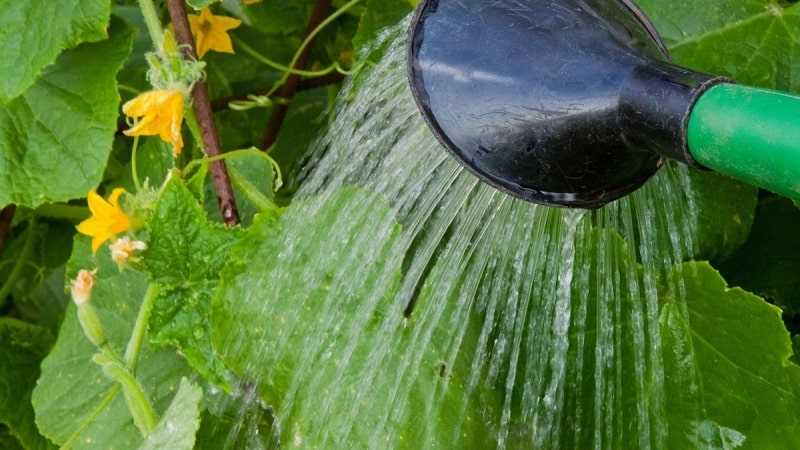 Hoe komkommers water te geven in een kas van polycarbonaat: instructies en basisregels