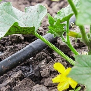 Paano mag-tubig ng mga pipino sa isang polycarbonate greenhouse: mga tagubilin at pangunahing panuntunan