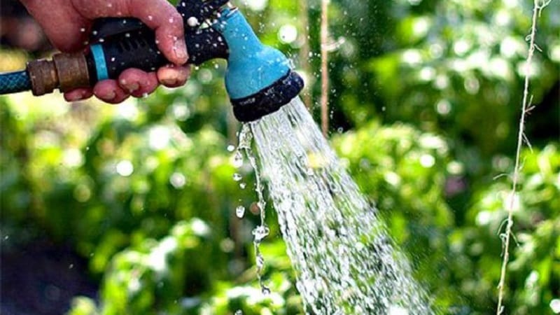 Paano mag-tubig ng mga pipino sa isang polycarbonate greenhouse: mga tagubilin at pangunahing panuntunan