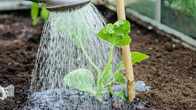 Paano mag-tubig ng mga pipino sa isang polycarbonate greenhouse: mga tagubilin at pangunahing panuntunan