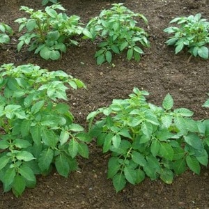 Varietà di patate medio-precoce Charodey da allevatori nazionali