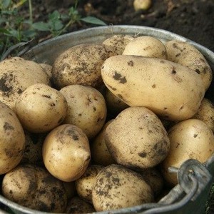 Varietà di patate medio-precoce Charodey da allevatori nazionali