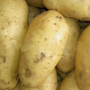 Mid-early potato variety Charodey from domestic breeders