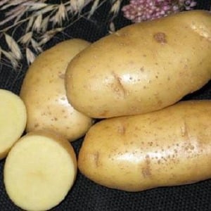 Mid-early potato variety Charodey from domestic breeders