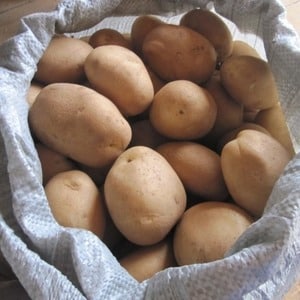 Mid-early potato variety Charodey from domestic breeders