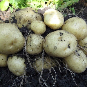 Mittelfrühe Kartoffelsorte Charodey von heimischen Züchtern