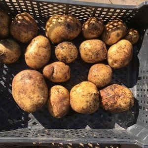 Mid-early potato variety Charodey from domestic breeders