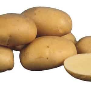 Varietà di patate medio-precoce Charodey da allevatori nazionali