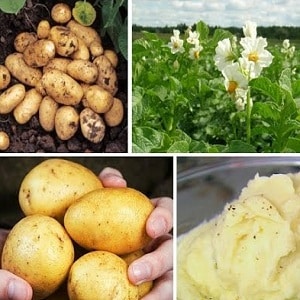 Adretta potato variety from German breeders