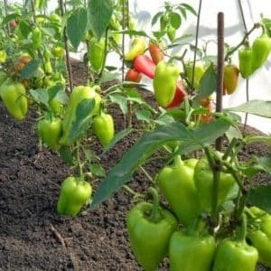 When and how to plant peppers in a greenhouse correctly: step-by-step instructions for beginning gardeners