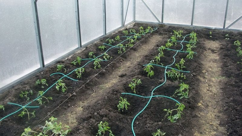 Quando e come piantare correttamente i peperoni in una serra: istruzioni passo passo per i giardinieri alle prime armi