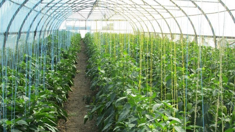 Kailan at kung paano magtanim ng mga paminta sa isang greenhouse nang tama: sunud-sunod na mga tagubilin para sa mga nagsisimula sa mga hardinero