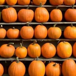 Cómo almacenar calabaza cortada en casa: los mejores métodos y periodos para almacenar verduras frescas