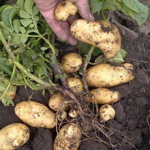 Unpretentious in care and high-yielding potato variety Agata