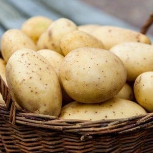 Variété de pomme de terre Agata sans prétention et à haut rendement