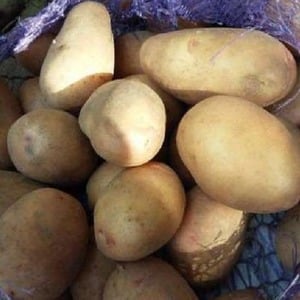 Variedad de patata Agata, sin pretensiones en el cuidado y de alto rendimiento.