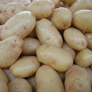 Unpretentious in care and high-yielding potato variety Agata