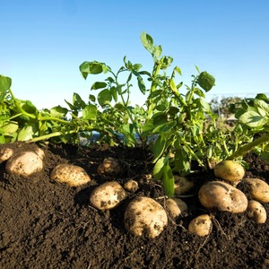 Unpretentious in care and high-yielding potato variety Agata