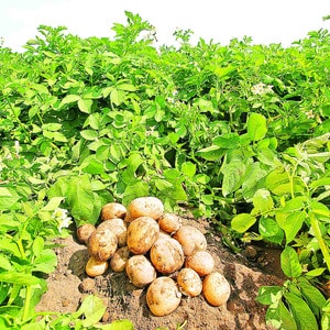 Variedad de patata Agata, sin pretensiones en el cuidado y de alto rendimiento.